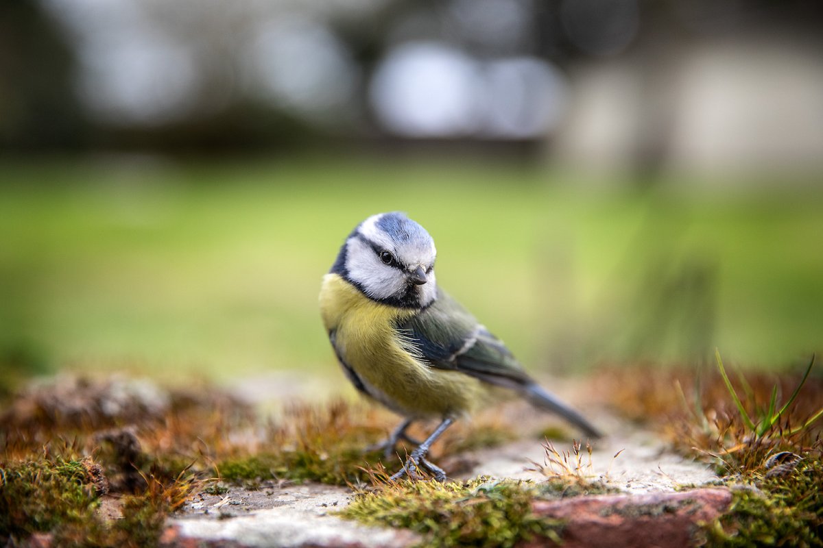 pretty burd