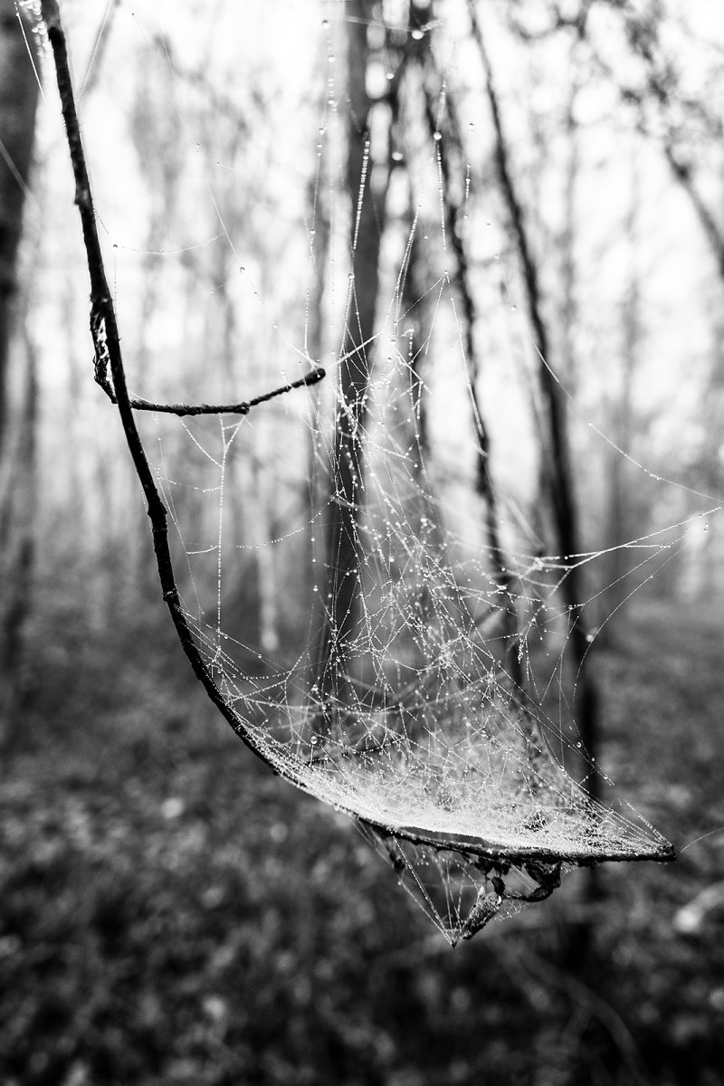 cradle