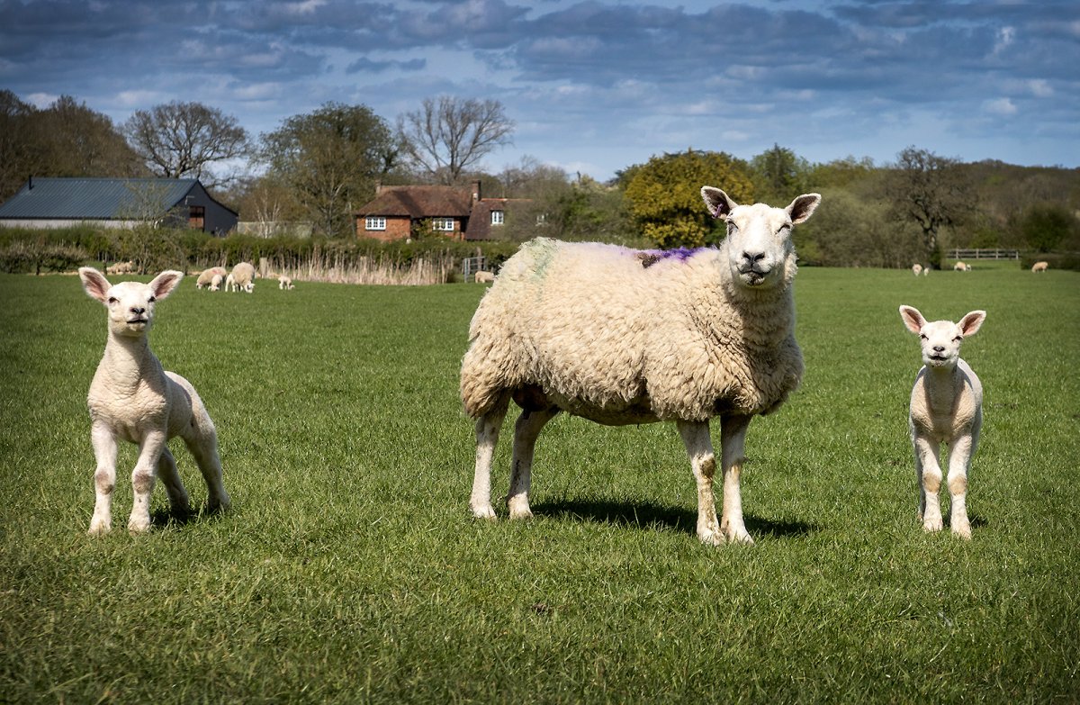 love sheeps
