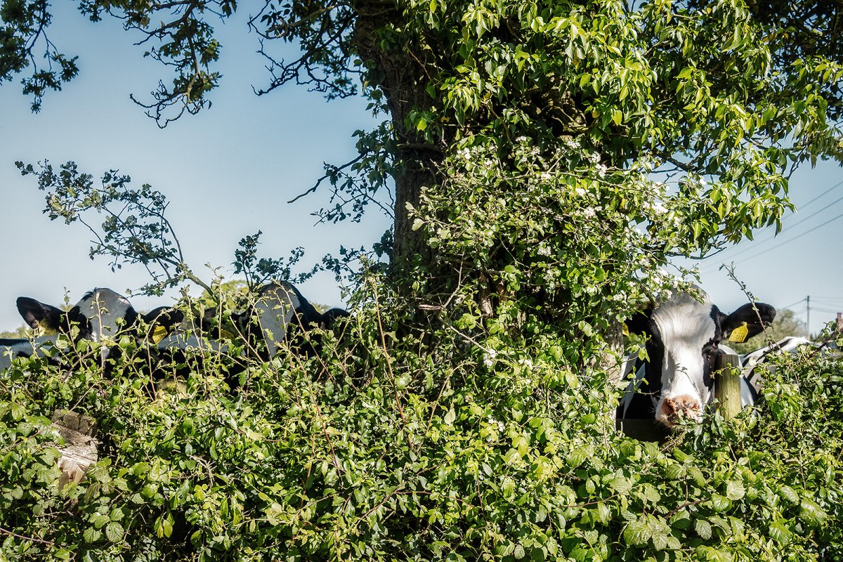 bovine appreciation 