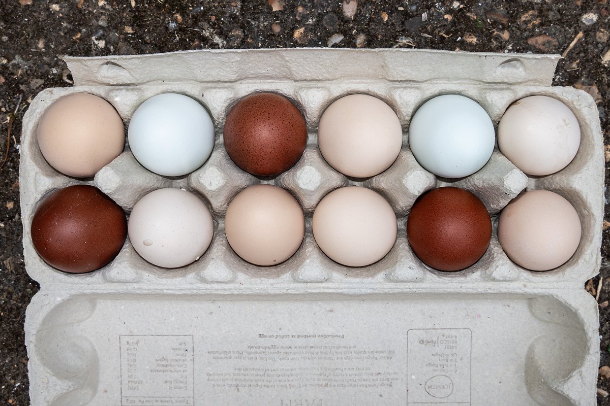 i love eggs
