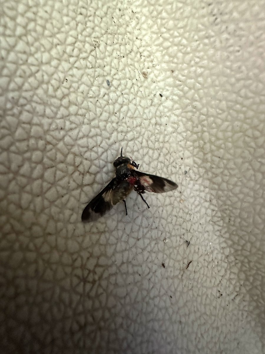 the fly is not sleeping