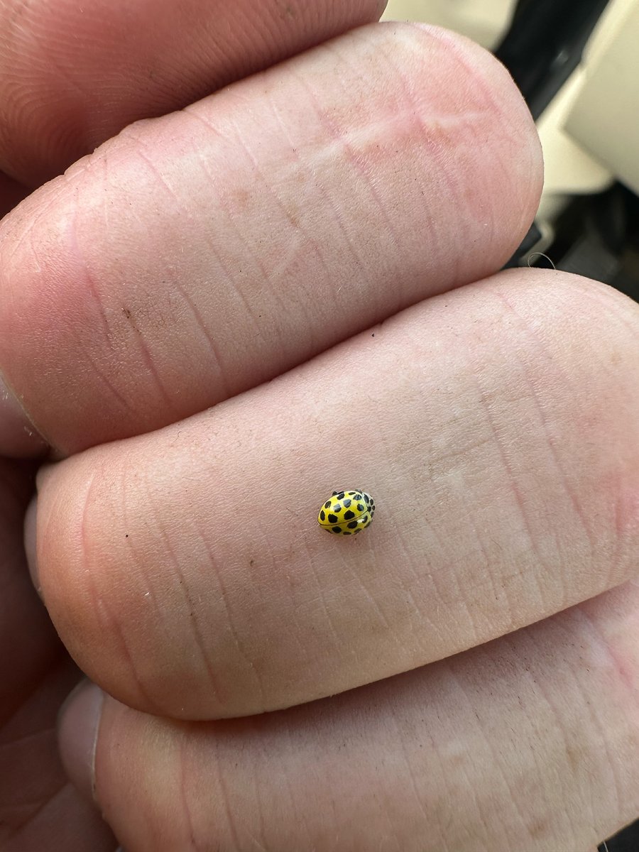 a 22 spot ladybird
