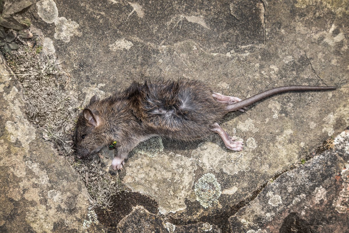 durty rat