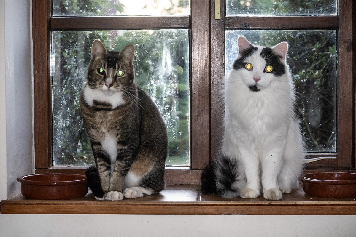 the unimpressed dinner queue