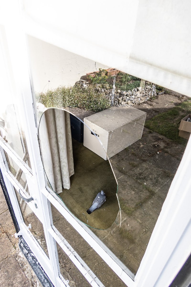 pigeon burgler