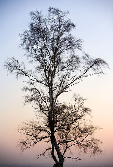 ashdown forest