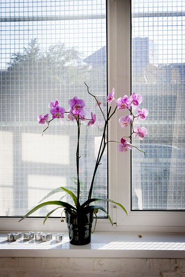 orchids