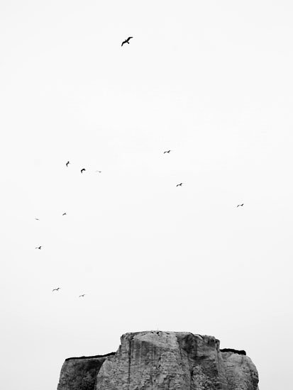 fly like an (s)eagull