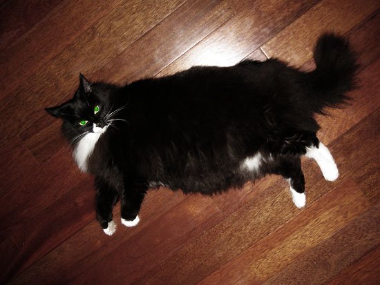 fat pussy