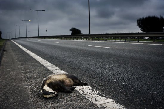 show us yer badger...again