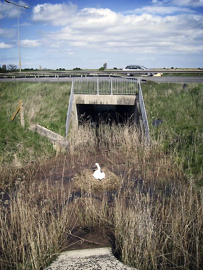 some people choose the strangest places to live/ build a nest