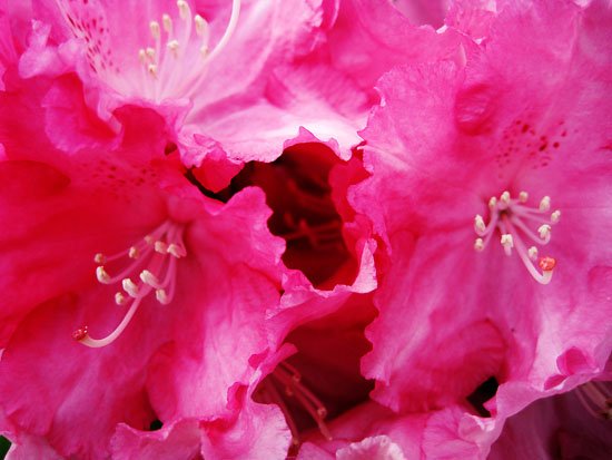 show me the pink