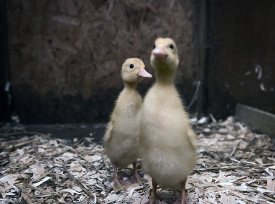 new fluffy friends at the perou farm