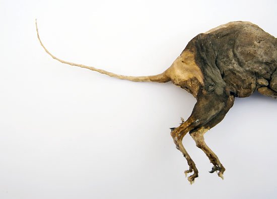 name this animal in...half