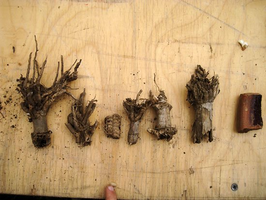 more roots manoeuvre