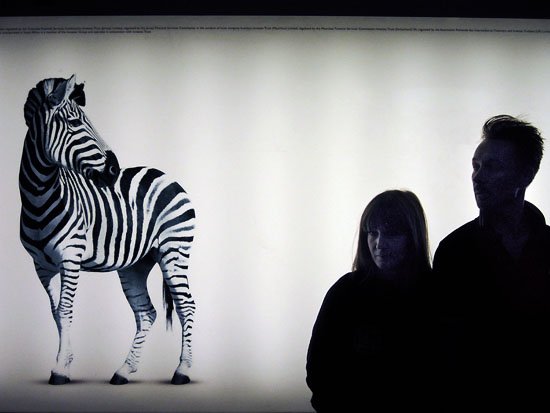 z is for zebra
