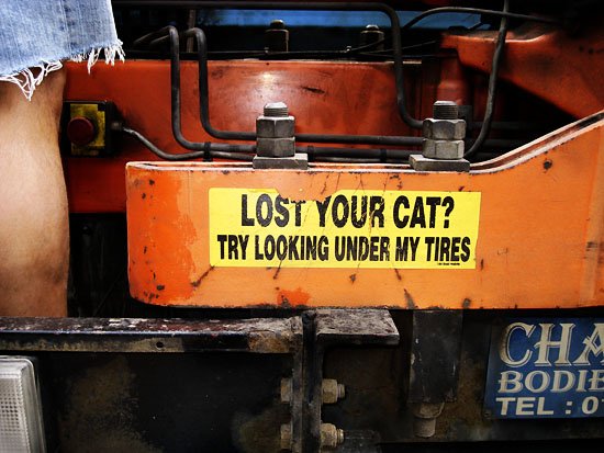 LOST YOUR CAT?