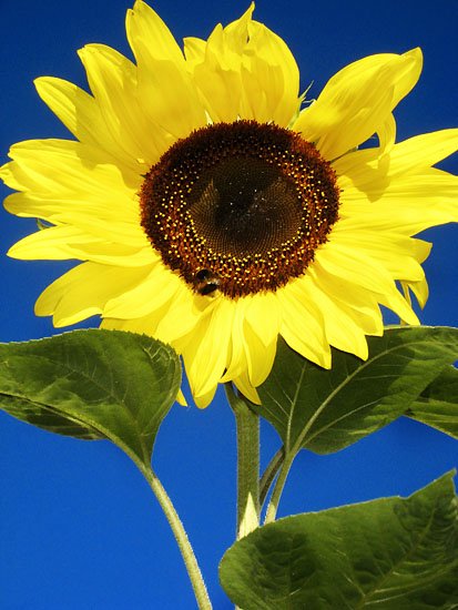 sunflower farm