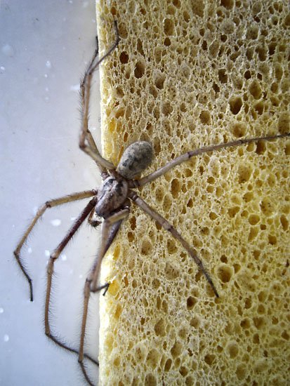 scary hairy spiders