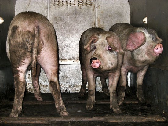a bad day for three pigs...