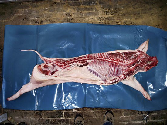 perou hirst