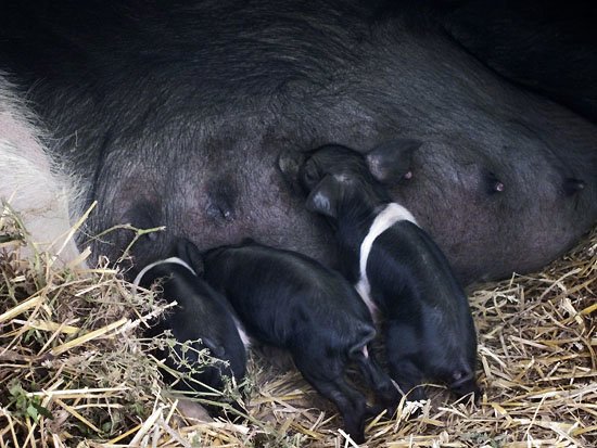 piglets day 1