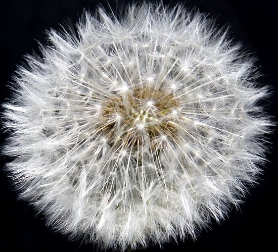 dandy lion