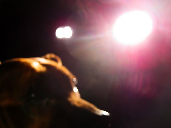 le chien est adonné aux minces pies