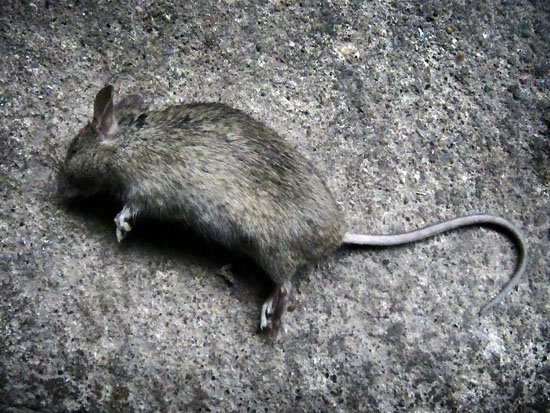 perou 1 mices 0