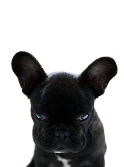 ludwig von t-bone