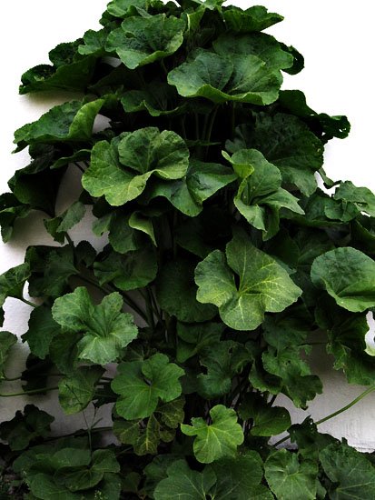triffid