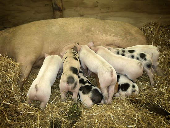 pig time