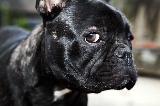dog suspicion
