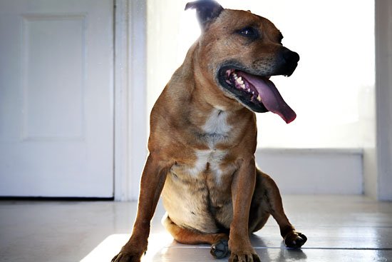 dog sitting