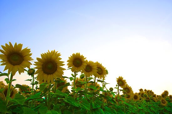 sunflowers