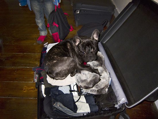 stowaway