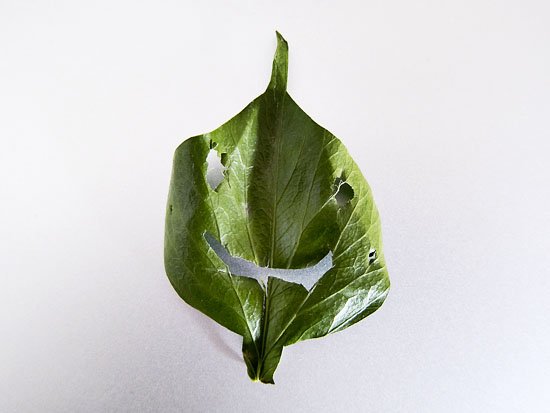 greenface