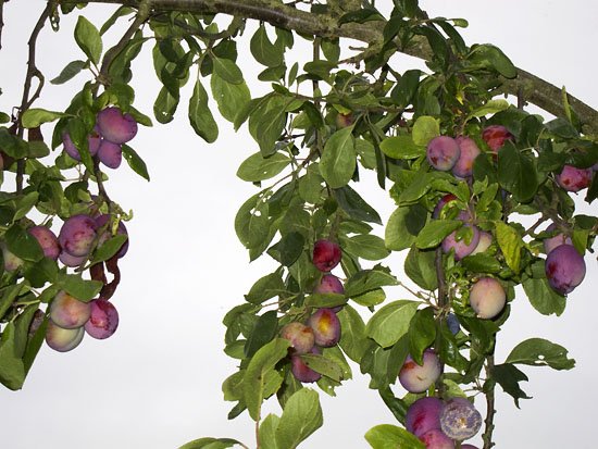 look at my plums