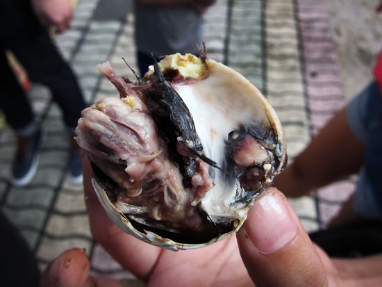 ...balut