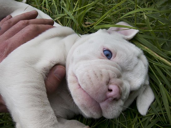 hello new daddy