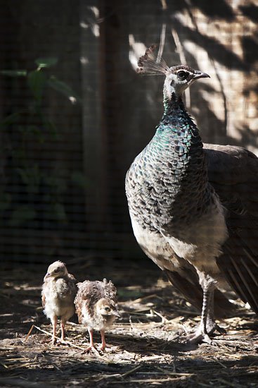 two chicks and a bird