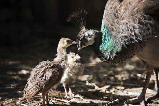 2 young chicks and a mature lady