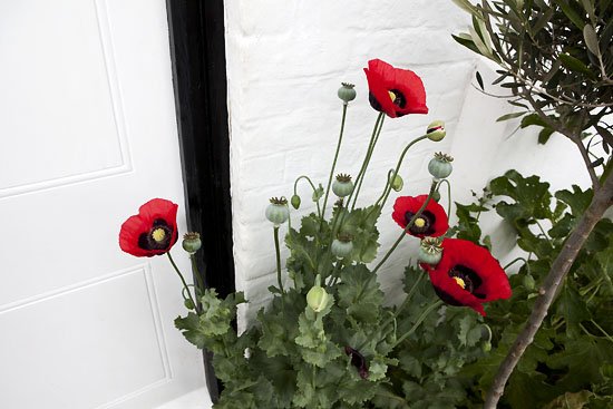 outside the kitchen door