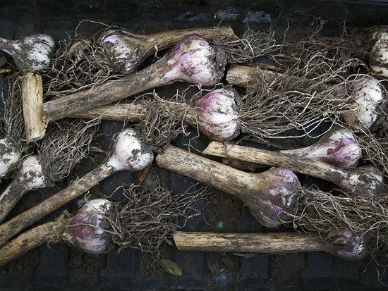 home grown