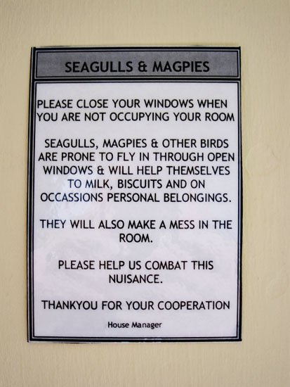 SEAGULLS & MAGPIES