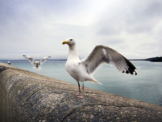 bird burglars
