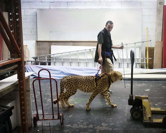 cheetah for hire
