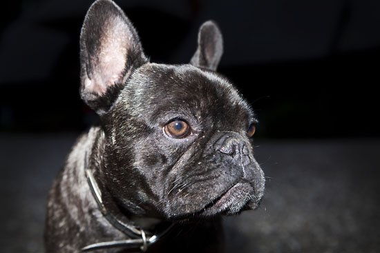 ludwig von t-bone