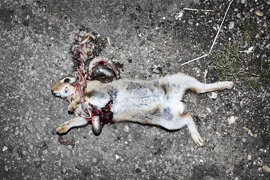thumper got thumped